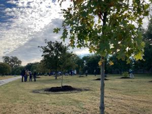50 trees were planted at Glendale Park on Tuesday, November 1.