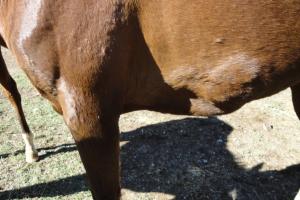 African Horse Sickness Treatment Market