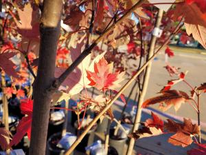 200 trees were given away to residents including Southern magnolia, Japanese maple, among others.