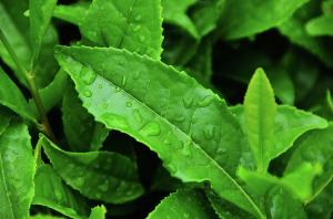 Green Tea Leaves Market