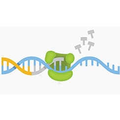 Polymerase Chain Reaction Products Market