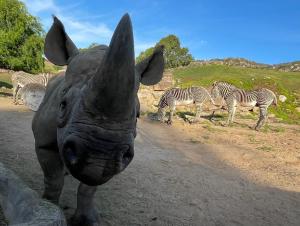 Kendi, Male Rhino