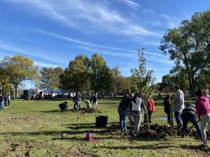 Chinquapin oak, Carolina cherry laurel, and Texas persimmons were just a few of the 13 species planted