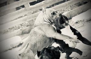 Two pit bulls fight in a dog-fighting area.