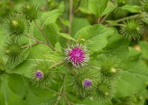 Burdock root (Arctium lappa)