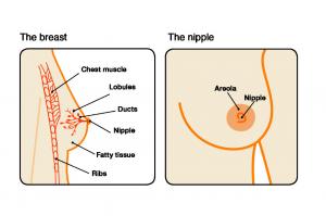 Intraductal Papilloma Treatment Market