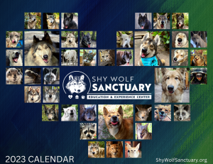 Shy Wolf 2023 Calendar Cover