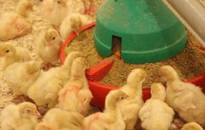 Poultry Feed Market