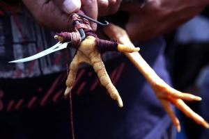 A sharp blade is affixed to the foot of a rooster, who is being prepared to fight.