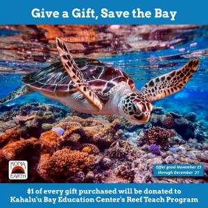 image of turtle swimming in reef with information about the special promotion