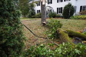Get A Free Tree Service Estimate in Minutes.