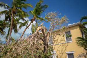 Jacksonville Tree Service Experts Plans to Increase Healthy Trees and Shrubs In Jacksonville And Suburbs Jacksonville Tree Service Experts Plans to Increase Healthy Trees and Shrubs In Jacksonville And Suburbs