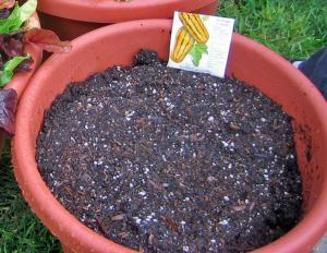 potting mix