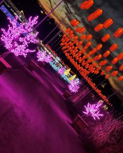 Red glowing chochin lanterns light up the path of Sakura (Cherry Blossom) trees during the Hikari Festival of Lights at Tanaka Farms.