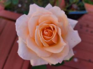 The rose "Ambiance" from the garden of Robert Ardini.