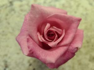 The rose "Eiffel Tower" from the garden of Robert Ardini