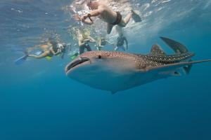 swimming with whale sharks in La Paz