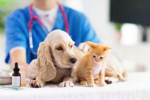 Veterinary Ultrasound Market