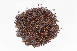 Canola seed