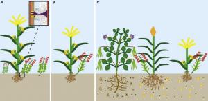 Plant Genomics Market