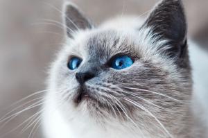 New cat urine cleaner helps cats and humans live together