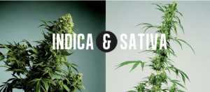 Indica and Sativa