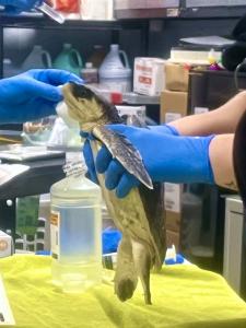 A member of the rehab team holds a Kemp's Ridley sea turtle patient as the vet conducts an initial examination