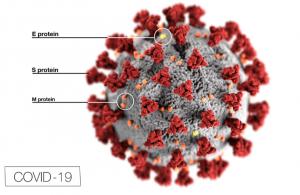 SARS-CoV-2 virus detailed structure