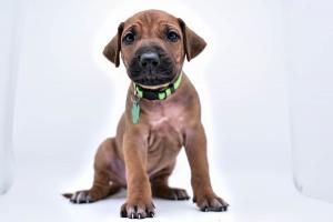 male Rhodesian Ridgeback puppy for sale in texas