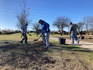American elm, Bur oak, and Cedar elm among 9 species planted.