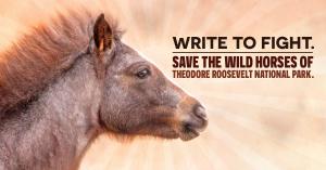 wild horses