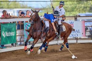 An arena polo player on his horse reaches way out for the ball