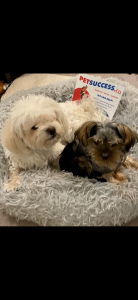 Therapy Dog Service Dog Classes Tuesdays & Thursdays 6 pm