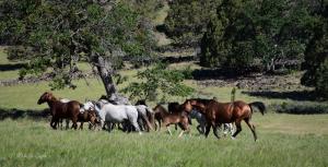 A Family Band of Wild Horses with Appaloosa stallion far right. Photo: Michelle Gough