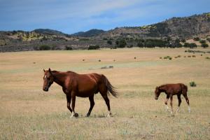 A wild mare with foal. Photo: Michelle Gough