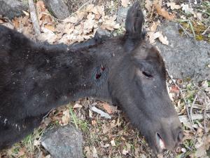 This foal was killed by a mountain lion, which siezed the foal by the neck.  Photo: William E. Simpson II