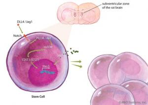 Global Cell Expansion Market Size
