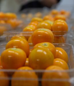 Goldenberry Farms is a leading exporter of farm fresh, sustainably grown goldenberries and physalis