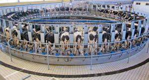 Cows stand in a carousel of robotized milking machines.