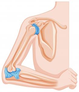 Elbow Joint Market