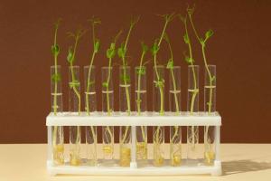 Synthetic Plant Hormones Market