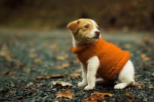 Cute Little Puppy Wearing Orange Sweater
