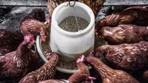 Poultry Feed Market