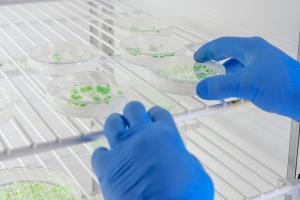 Tissue Culture Reagent Market