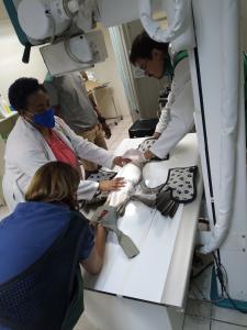 <img src="Peli in surgery.jpg" alt="Veterinary Surgeons operating on brown pelican"/>