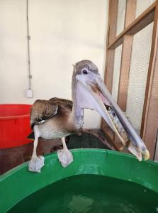 <img src="Peli learns to fish.jpg" alt="Peli Brown, the brown pelican learning to fish"/>