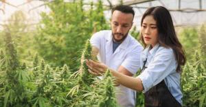 Master grower certification. How to grow weed. Cannabis cultivation courses. Cannabis Training University