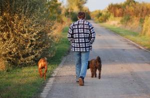 Walking with dogs