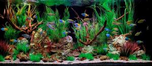 Freshwater Aquarium Maintenance by Aquatech Aquarium Service in Culver City, CA