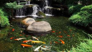 Koi Pond Maintenance by Aquatech Aquarium Service in Culver City, CA